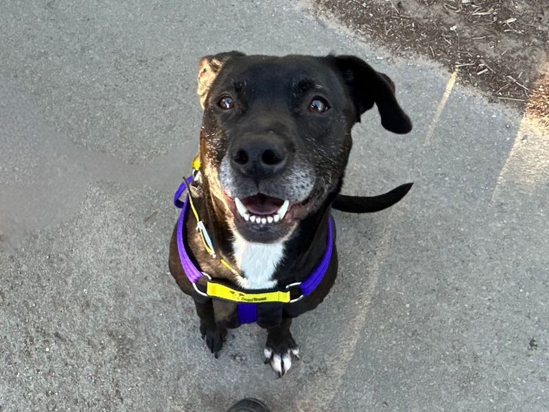 Staffordshire Bull Terrier for adoption in Snetterton, Norfolk – 4 years old - Image 2 of 3