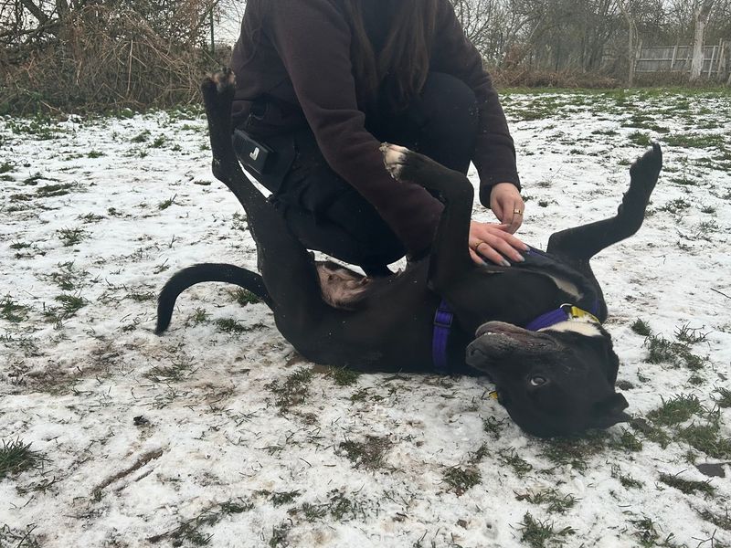 Hollie | Retriever (Labrador) Cross | Snetterton (Norfolk) - 1