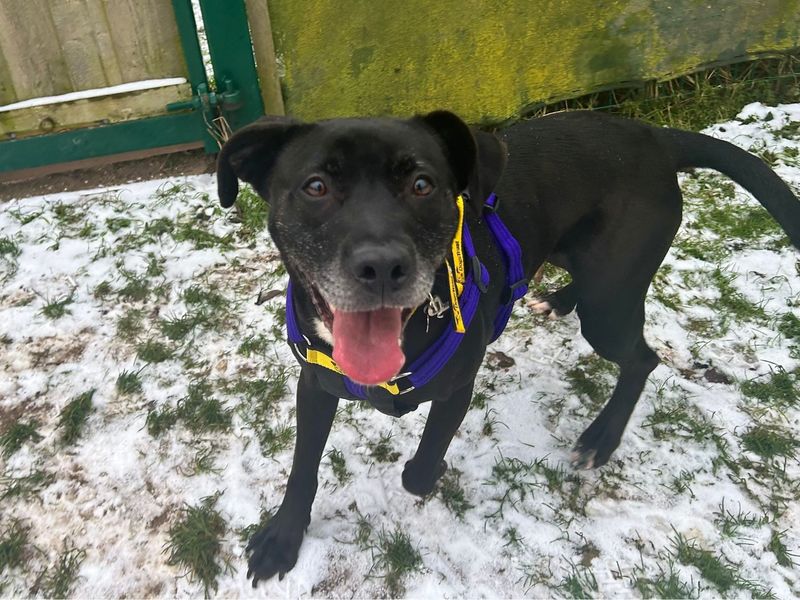 Staffordshire Bull Terrier for adoption in Snetterton, Norfolk – 4 years old - Image 3 of 3