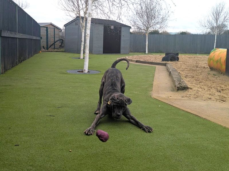 Mastiff for adoption in Shoreham-by-Sea, West Sussex – 3 years old - Image 2 of 3