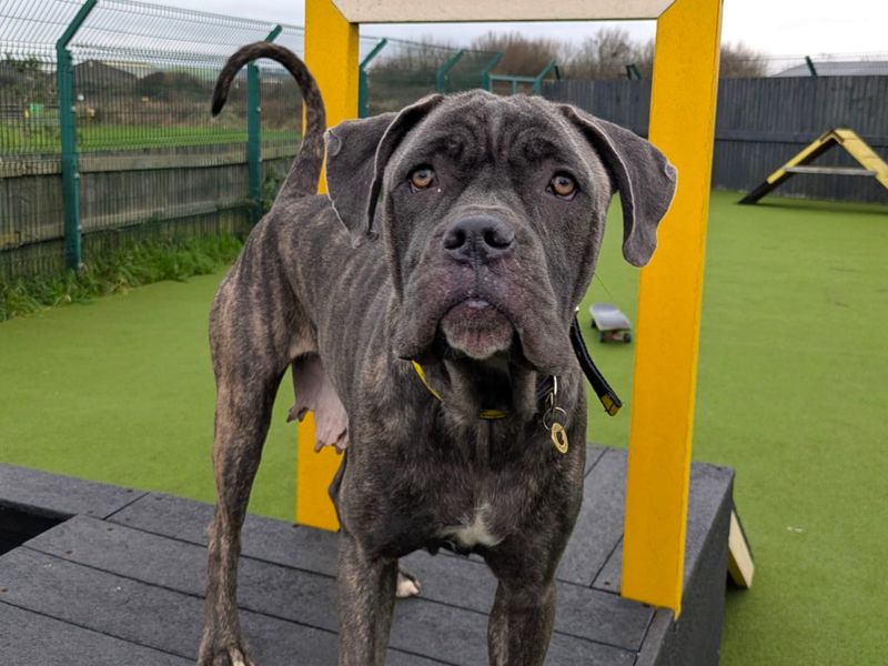 Mastiff for adoption in Shoreham by Sea, West Sussex – 3 years old