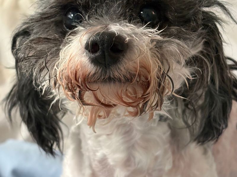 Poodle Dogs And Puppies For Adoption