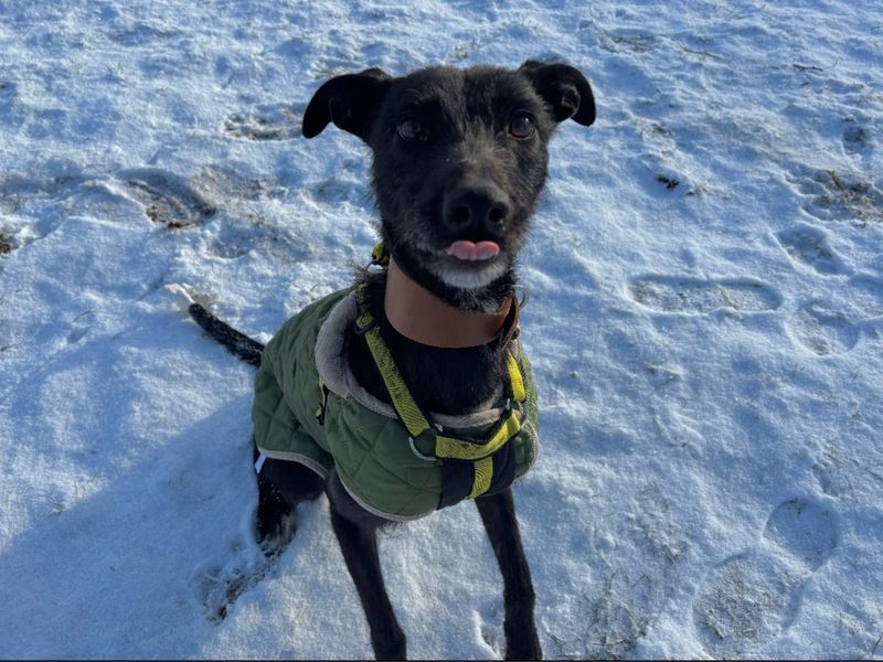 Jet, a 2 years old female Lurcher available for adoption from Dogs Trust in Snetterton, Norfolk