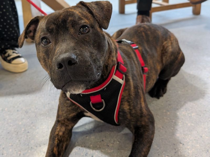 Staffordshire Bull Terrier for adoption in Uxbridge, London – 9 months old
