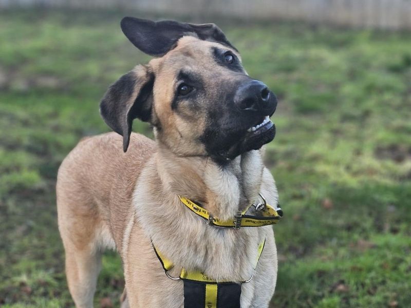 German Shepherd for adoption in Newbury, Berkshire – 11 months old - Image 2 of 2