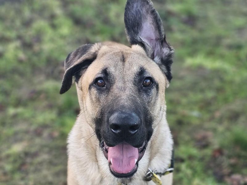 German Shepherd for adoption in Newbury, Berks – 11 months old