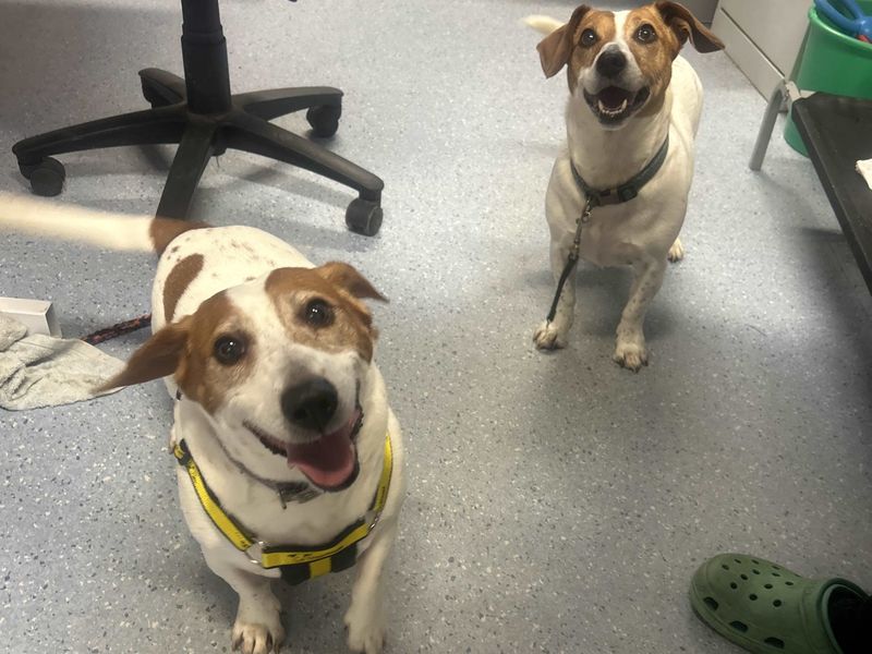 Jack Russell Terrier for adoption in Wymeswold, Leicestershire – 8 years old - Image 2 of 2