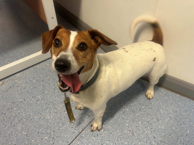 Jack Russell Terrier for adoption in Wymeswold, Leicestershire – 8 years old