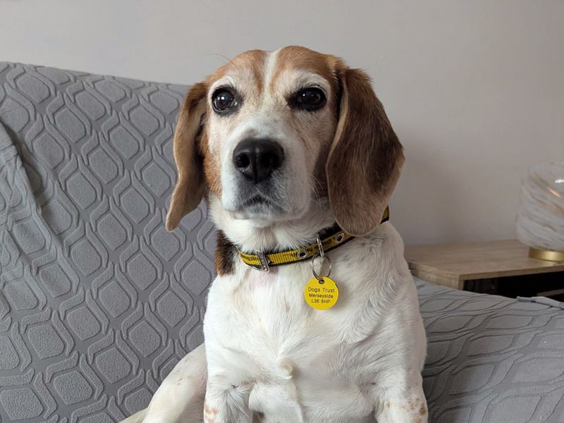 Beagle Dogs And Puppies For Adoption