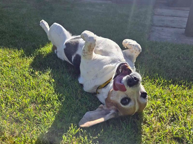 Molo | Beagle | Merseyside (Liverpool) - 1