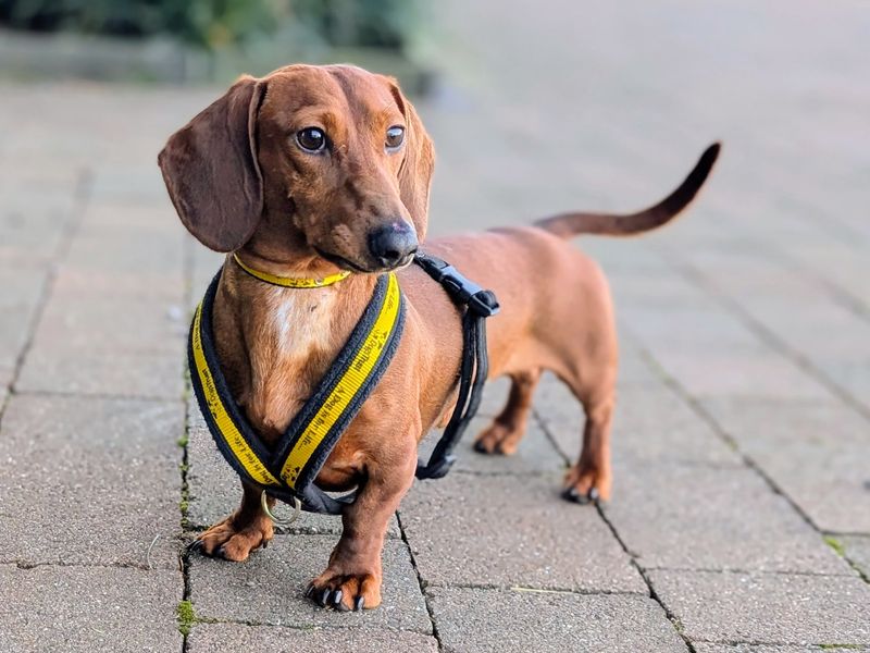 Dachshund for adoption in Cardiff / Caerdydd, South Glamorgan – 2 years old - Image 3 of 3
