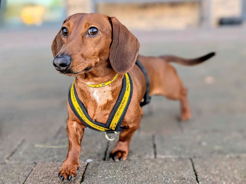 Dachshund for adoption in Cardiff / Caerdydd, South Glamorgan – 2 years old - Image 2 of 3