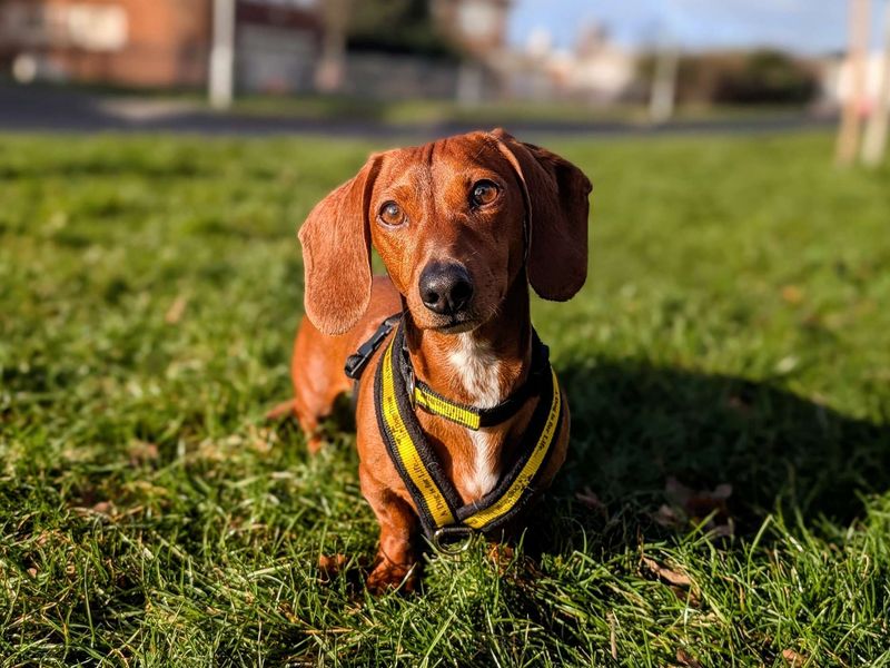 Dachshund for adoption in Cardiff / Caerdydd, South Glamorgan – 2 years old - Image 5 of 5