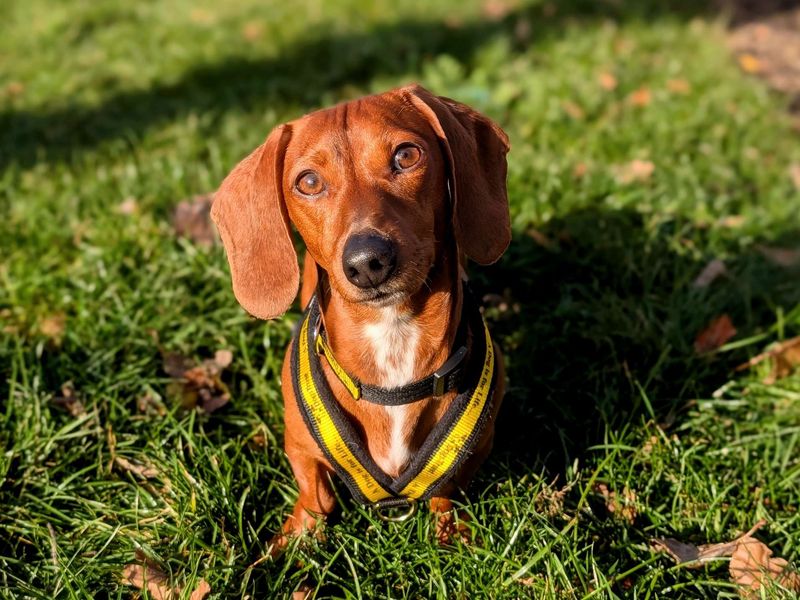 Dachshund for adoption in Cardiff / Caerdydd, South Glamorgan – 2 years old - Image 2 of 5