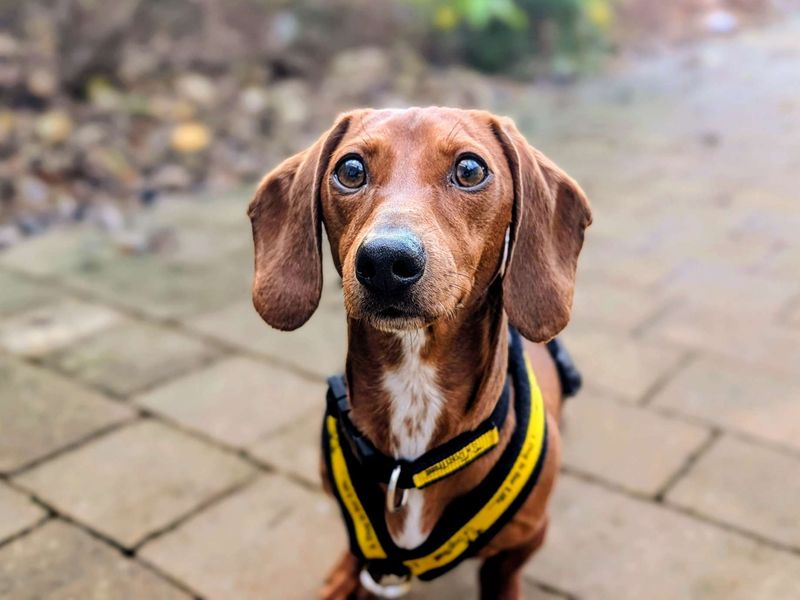 Dachshund for adoption in Cardiff, Glamorgan – 2 years old