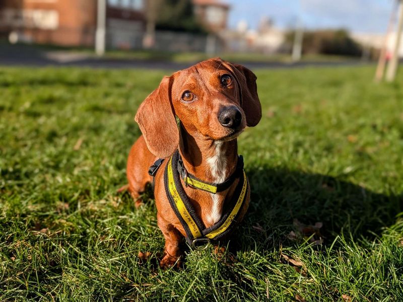 Dachshund for adoption in Cardiff / Caerdydd, South Glamorgan – 2 years old - Image 4 of 5