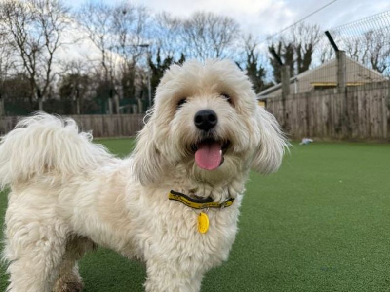 Poodle for adoption in Glasgow – 1 year old - Image 2 of 3