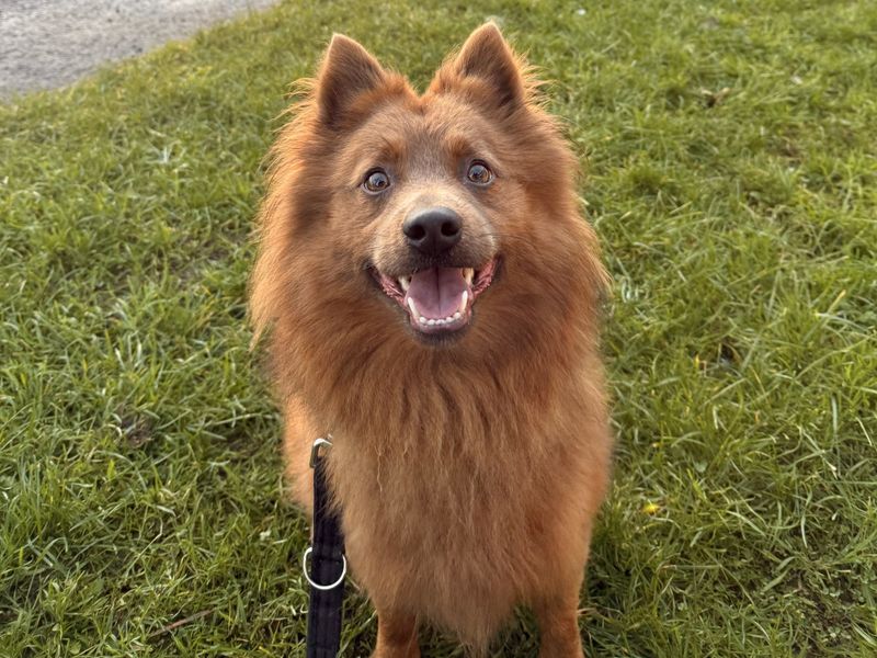 Pomeranian for adoption in Ballymena, Co Antrim – 3 years old