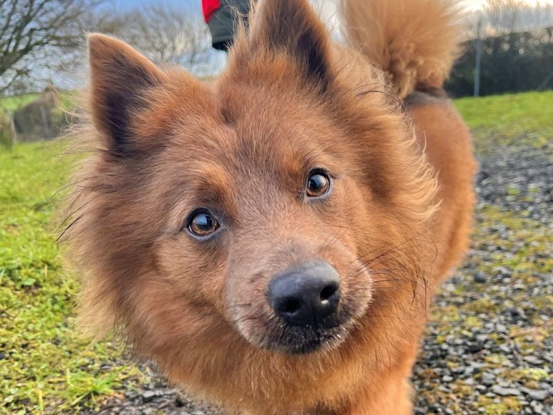 Teddy Bear, a 4 years old male Pomeranian available for adoption from Dogs Trust in Liverpool, Merseyside
