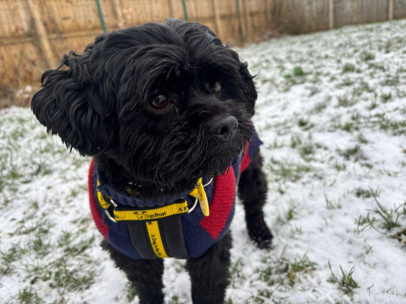 Daisy, a 4 years old female Crossbreed available for adoption from Dogs Trust in West Calder, Scotland