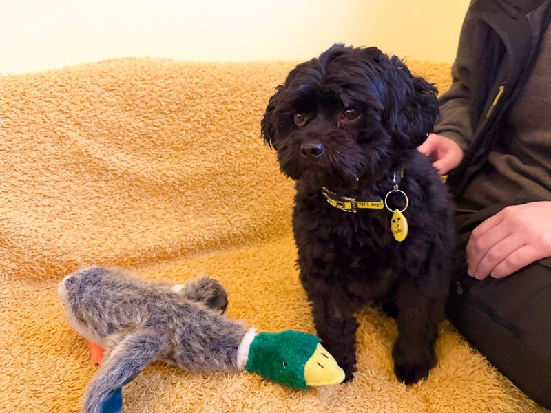 Shih Tzu for adoption in West Calder, West Lothian – 2 years old - Image 2 of 4