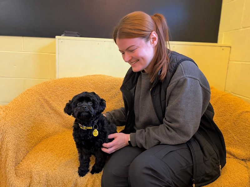 Shih Tzu for adoption in West Calder, West Lothian – 2 years old - Image 3 of 4