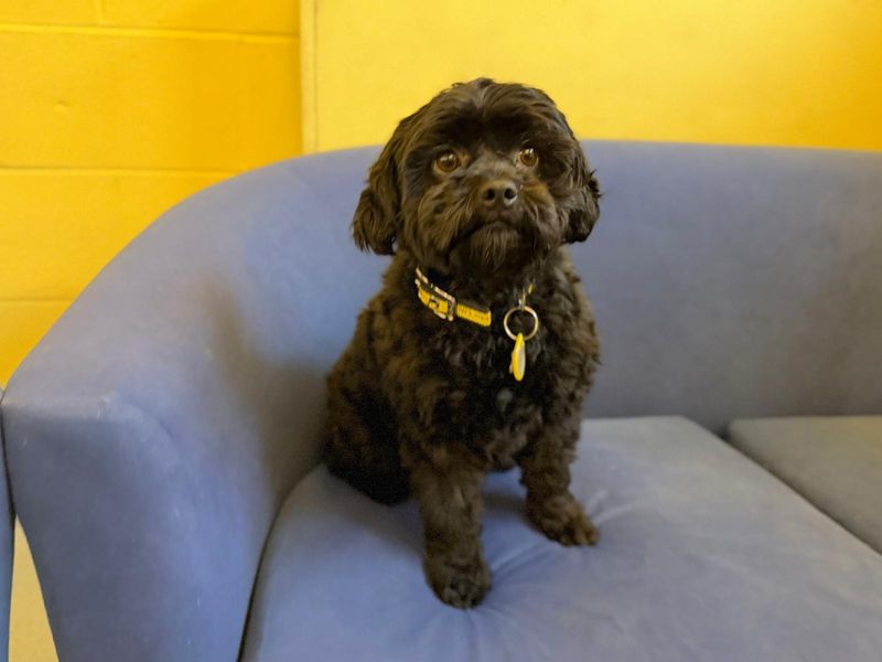 Shih Tzu for adoption in West Calder, West Lothian – 2 years old - Image 4 of 4