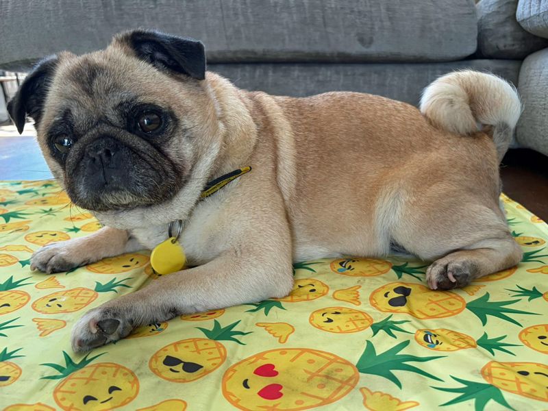 undefined | Pug | undefined - 4