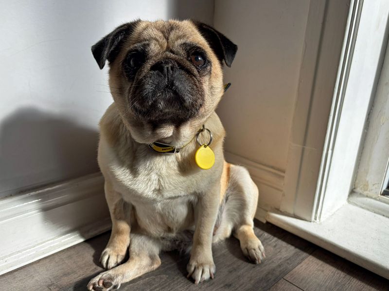 undefined | Pug | undefined - 6