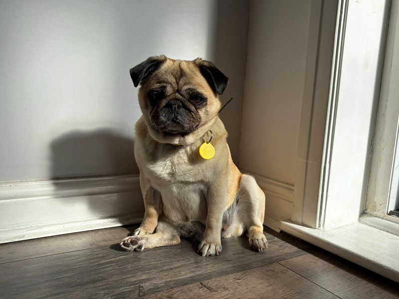 undefined | Pug | undefined - 7