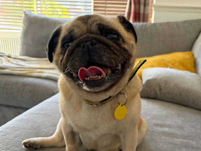 undefined | Pug | undefined - 3