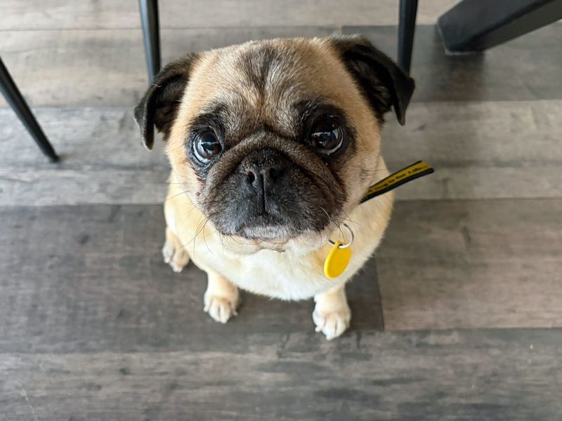 undefined | Pug | undefined - 5