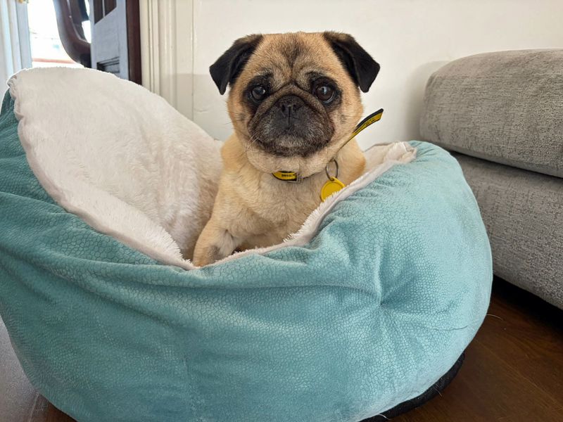 undefined | Pug | undefined - 2