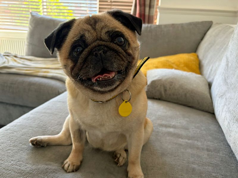undefined | Pug | undefined - 1