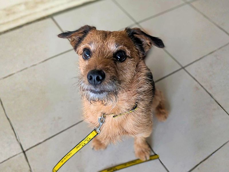 Jack Russell Terrier Dogs And Puppies For Adoption