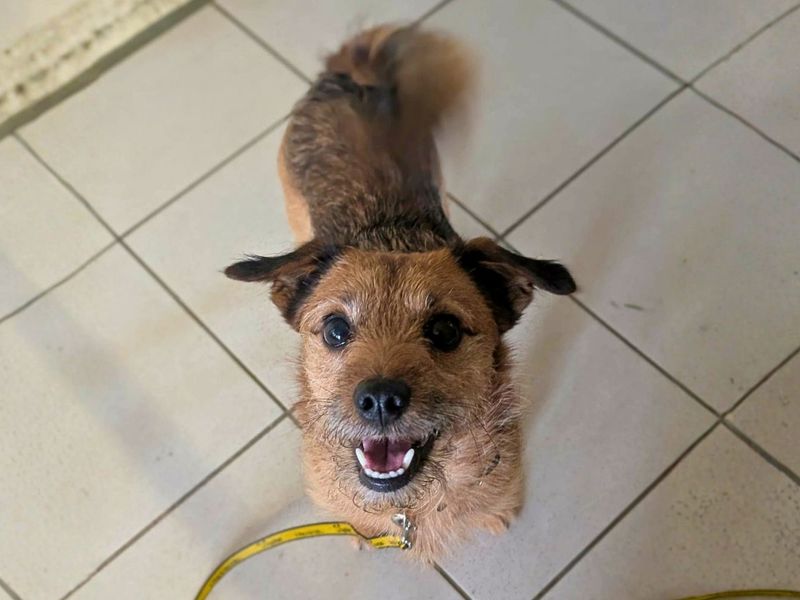 Odie - Image 2 of 4