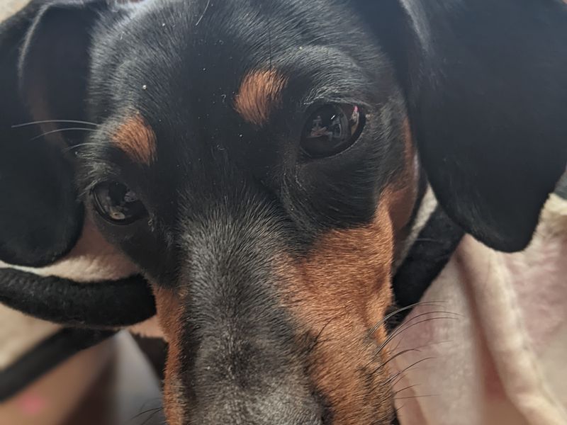 Dachshund for adoption in Kenilworth, Warks – 4 years old