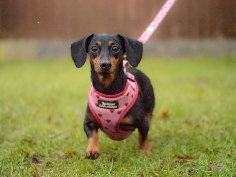 Dottie - Image 2 of 2