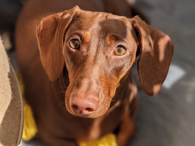 Winnie - Image 2 of 2