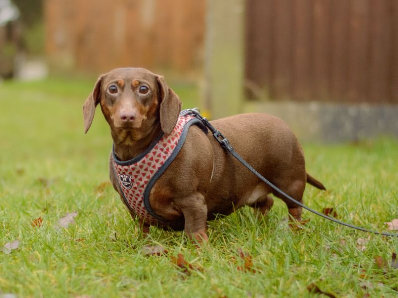 Dachshund for adoption in Kenilworth, Warks – 3 years old