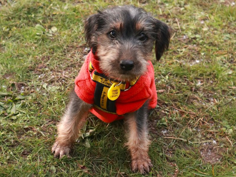 Noelle, a Unknown old female Unknown available for adoption from Dogs Trust in Harefield, Greater London