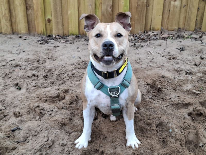 Staffordshire Bull Terrier for adoption in Ilfracombe, Devon – 1 year old - Image 3 of 3