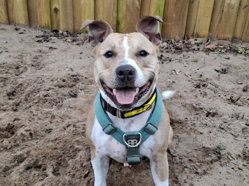 Staffordshire Bull Terrier for adoption in Ilfracombe, North Devon – 1 year old