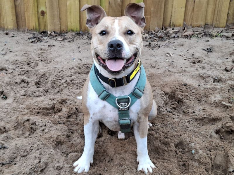 Staffordshire Bull Terrier for adoption in Ilfracombe, Devon – 1 year old - Image 2 of 3