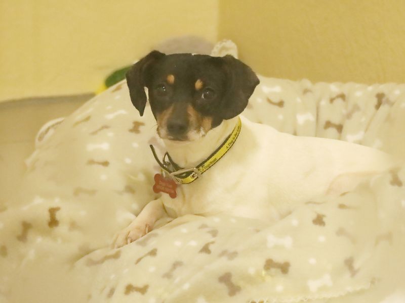 Jack Russell Terrier Dogs And Puppies For Adoption