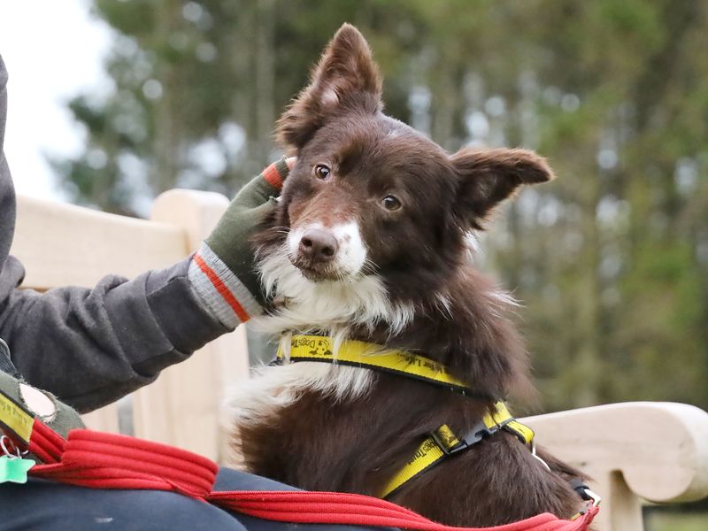 Cinnamon | Collie (Border) | Leeds - 1