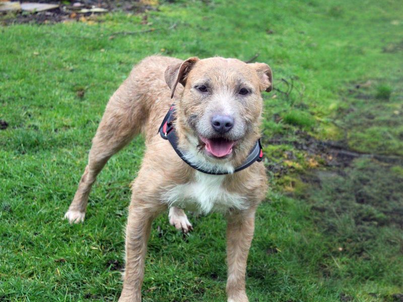 Casey - Image 2 of 3