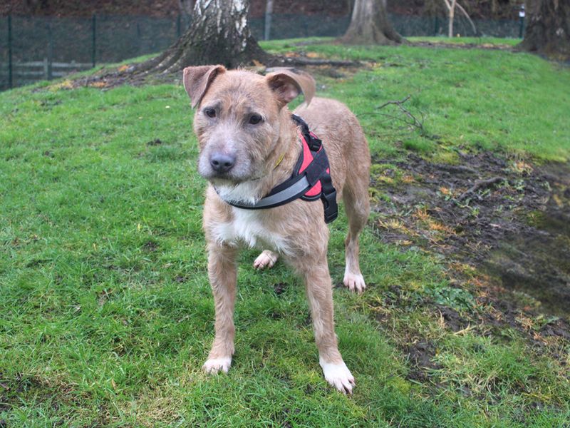 Jack Russell Terrier for adoption in Liverpool, Merseyside – 1 year old