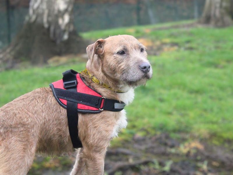 Casey - Image 3 of 3