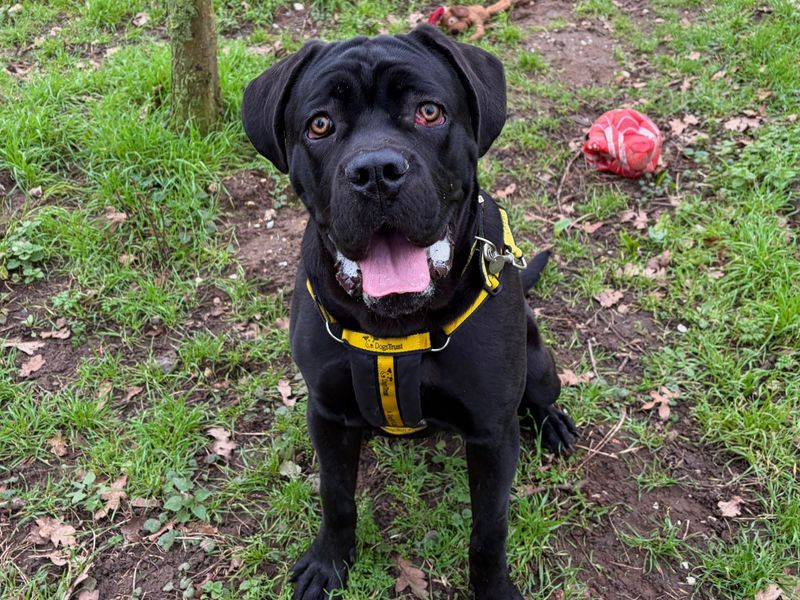 Cane Corso for adoption in Snetterton, Norfolk – 1 year old - Image 4 of 4